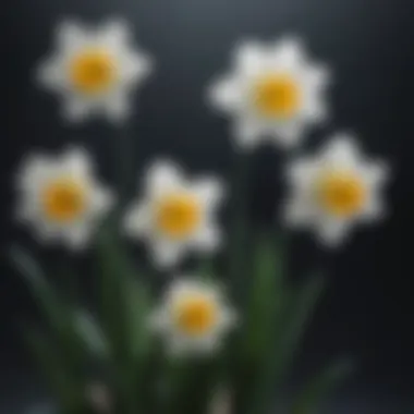 Artistic Composition of White Daffodils