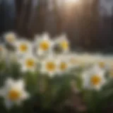 Ethereal White Daffodils in Morning Light