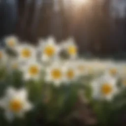 Ethereal White Daffodils in Morning Light