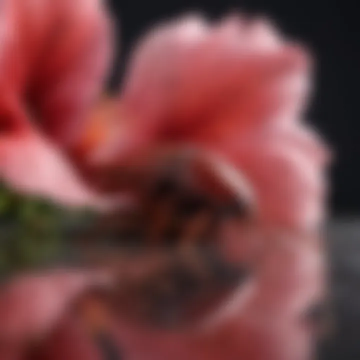 Elegant Australian Cockroach exploring a vibrant hibiscus flower