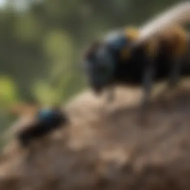 Intricate Nesting Behavior of Carpenter Bees Elegant Carpenter Bee Nesting