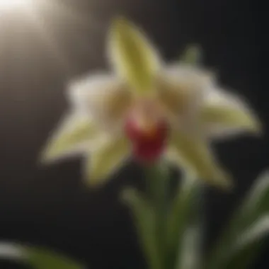 Elegant Grace of the Nun Orchid in Full Bloom Elegant grace of the Nun Orchid in full bloom