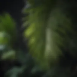 Elegant Majesty Palm leaves close up