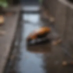 Close-up of a drain with tiny insect crawling out