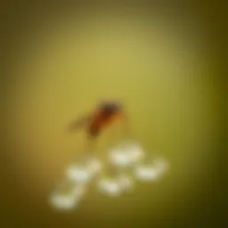 Close-up of a gnat hovering near a vinegar solution
