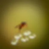 Gnat Attraction to Vinegar Close-up of a gnat hovering near a vinegar solution