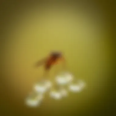 Gnat Attraction to Vinegar Close-up of a gnat hovering near a vinegar solution