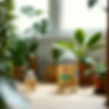 Indoor Vinegar Traps Vinegar traps set up around indoor plants