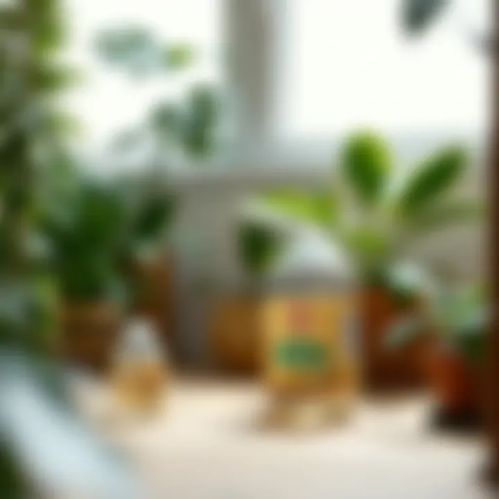 Indoor Vinegar Traps Vinegar traps set up around indoor plants