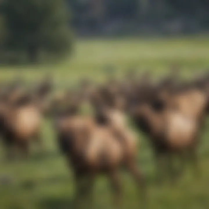 Elk herd grazing in the meadows of Colorado's federal parks