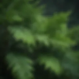 Close-up of Emerald Green Arborvitae foliage showcasing its vibrant green color and texture.