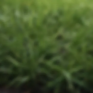 Emerald Zoysia: A Closer Look at Nature's Jewel Emerald Zoysia Grass Close-Up