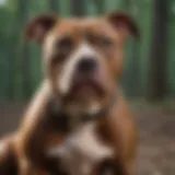 Empowering Rescued Pitbulls Through Training Programs