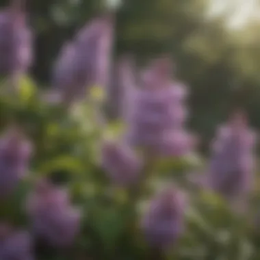 Enchanting Lilac Bush with Fragrant Blooms