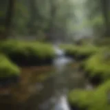 Enchanting Moss-Covered Hot Spring