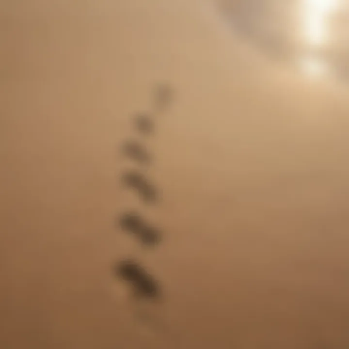 Footprints in Pristine Sand