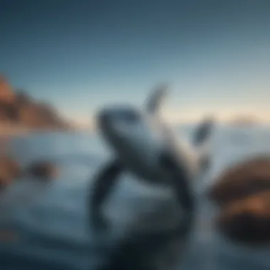 Ethereal Vaquita Encounter Enchanting Vaquita swimming in its natural habitat