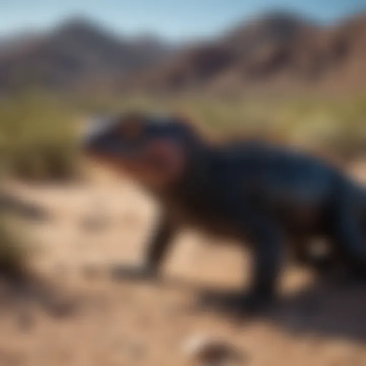 Exotic Gila Monster blending into the desert landscape