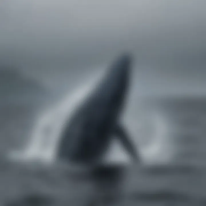 Majestic Blue Whale breaching the surface of the ocean