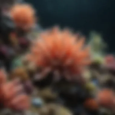 Colorful Coral Reefs housing a variety of marine life