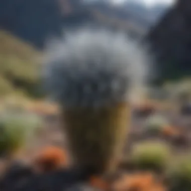 Endemic Silversword Plant in Hawaii's Alpine Region