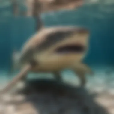 Epic Underwater Shot of Nurse Shark Epic Underwater Shot of Nurse Shark