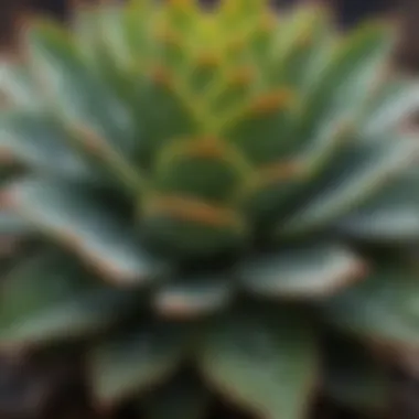 Close-up view of succulent leaves with visible water droplets highlighting their moisture retention.