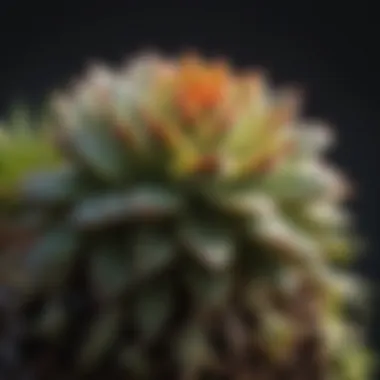 Propagation techniques for succulents illustrated with cuttings and roots in a nurturing environment.