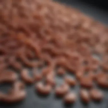 Different types of worms that affect dogs, displayed on a veterinary chart.