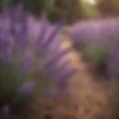 Lavender flowers in bloom