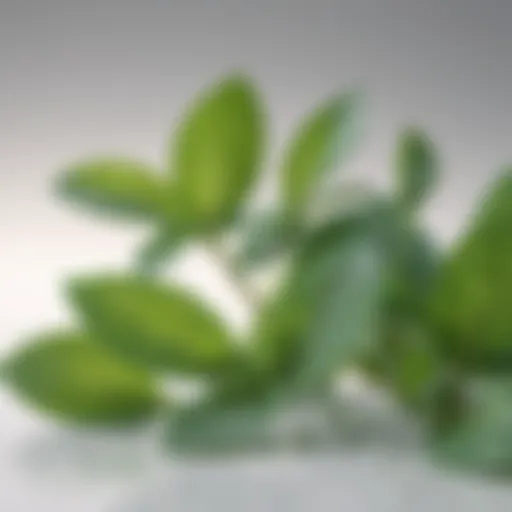 Fresh mint leaves on a white background