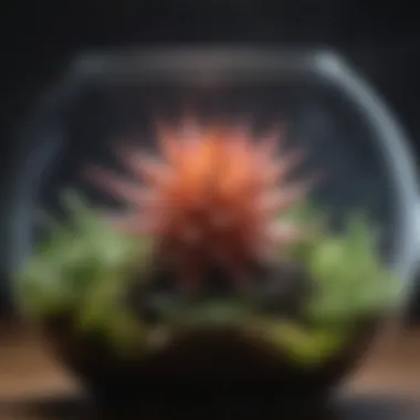 Ethereal Air Plant Succulent in Glass Terrarium