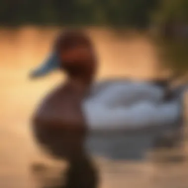 An elegant canvasback duck swimming gracefully across a calm Massachusetts lake at sunset.