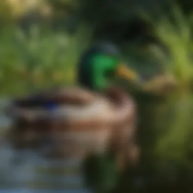 A vibrant mallard drake displaying its iridescent green head in a tranquil Massachusetts pond.