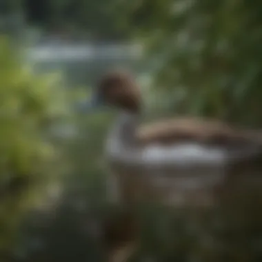 A close-up of a pintail duck foraging in lush green vegetation by a Massachusetts riverbank.