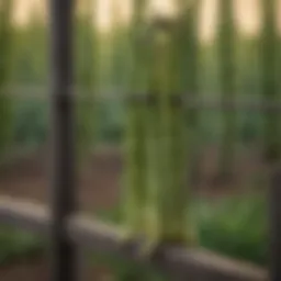Vibrant green asparagus beans growing on a trellis