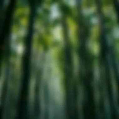 A lush bamboo grove showcasing the diversity of species in Florida