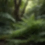Lush green ferns in shaded garden
