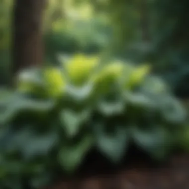 Elegance in Shadows: Hostas Ensemble Hostas creating a textured look in shaded landscape