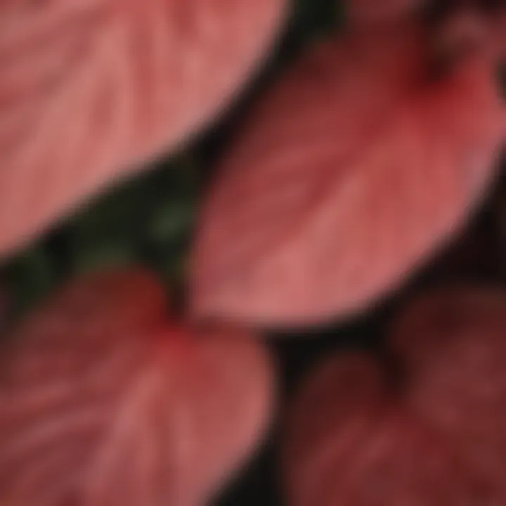 Caladiums showcasing their unique patterns in shaded corner