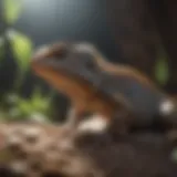 Lizard basking under UV light