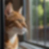 Cat observing the outside world through window blocker