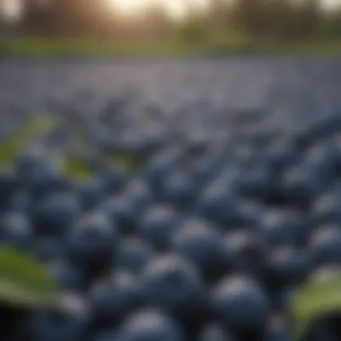 Juicy blueberries ready for picking in a New Jersey farm