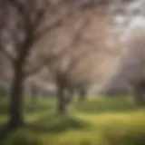 Orchard blossoms in New Jersey