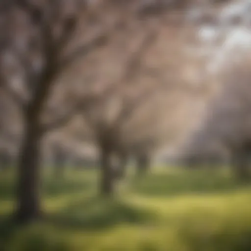 Orchard blossoms in New Jersey