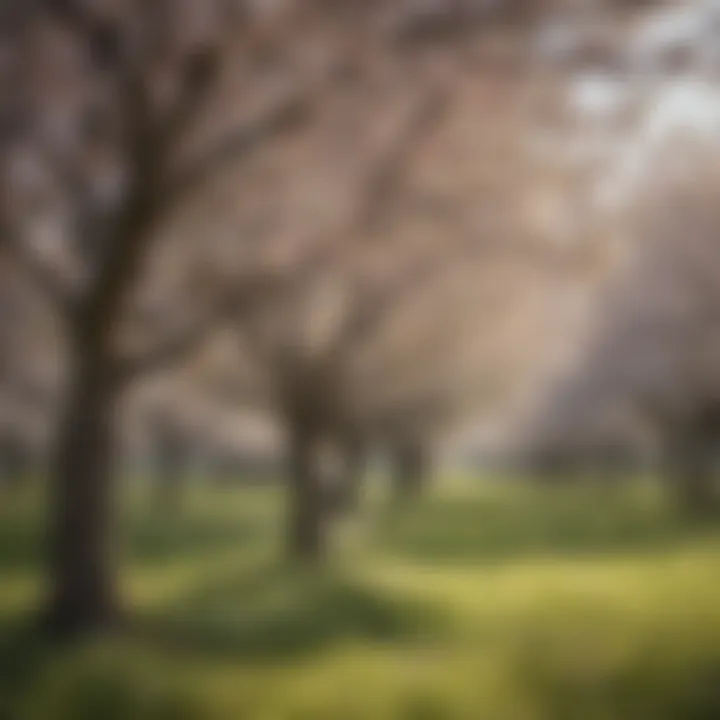 Orchard blossoms in New Jersey