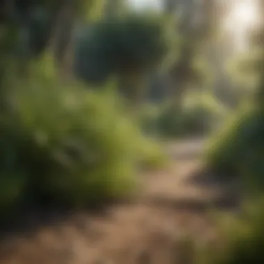 Crafting a Tranquil Shaded Oasis with Grass Creating a Tranquil Shaded Oasis with Grass