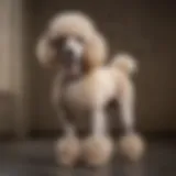 Elegant hypoallergenic poodle standing gracefully