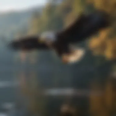 Majestic bald eagle soaring above the lake