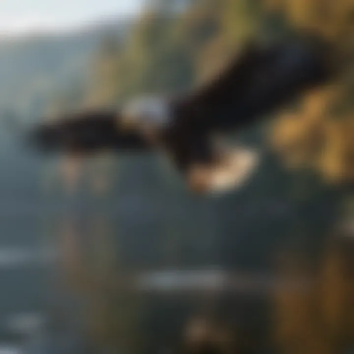 Majestic bald eagle soaring above the lake